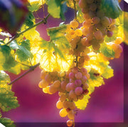 Outdoor Canvas Art 24x24 Istrian - My Backyard Decor